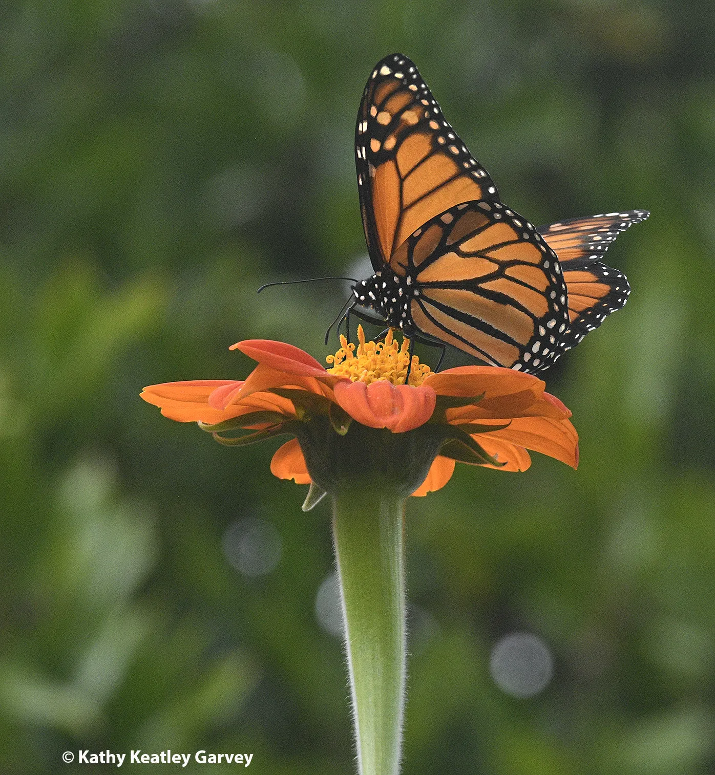 This monarch "elected" to arrive on Election Day, Nov. 4, 2025, to a Vacaville garden, where it nectared on Tithonia. (Photo by Kathy Keatley Garvey)