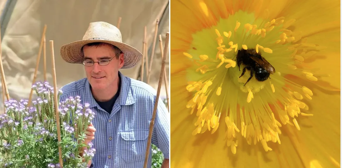 Professor Neal Williams and a blue orchard bee.