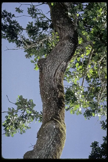 Valley oak in the wild