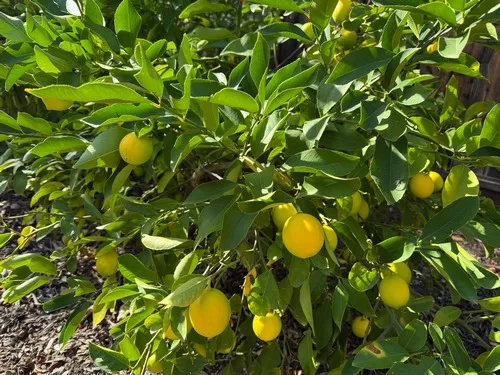 Ripening meyer lemons