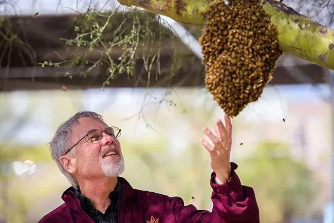Noted honey bee geneticist Robert E. Page Jr. examines a swarm.