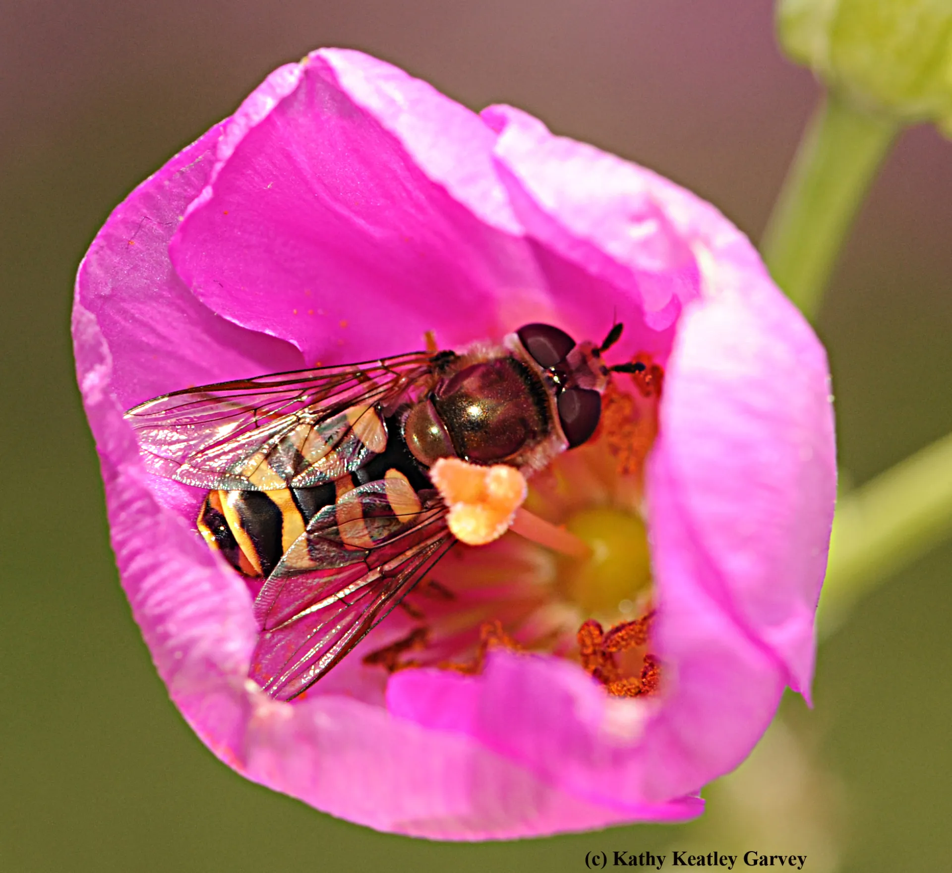 A syrphid fly on a rock purslane. (Photo by Kathy Keatley Garvey)