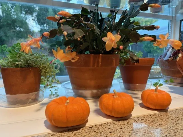 halloween cactus blooming apricot colored flowers with three mini pumpkins in front