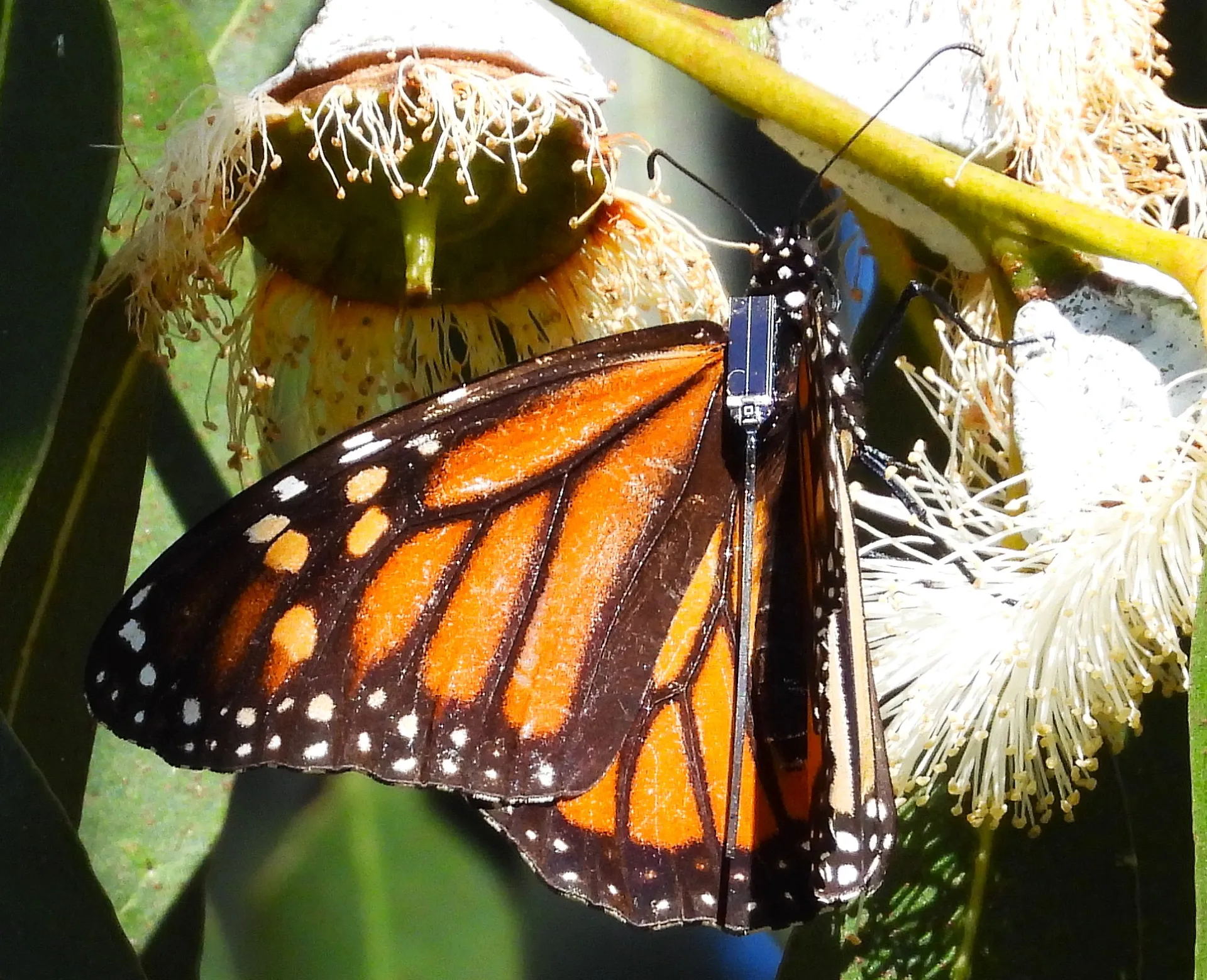 A radio-tagged monarch. (Photo courtesy of David James of Washington State University)y)