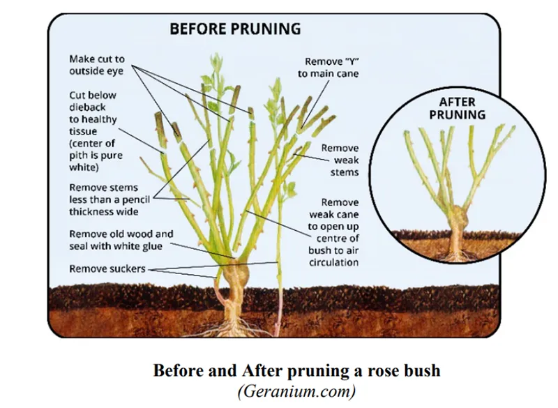 Before and after rose pruning_UC Master Gardeners of Ventura County