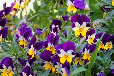 Closeup of pansies, purple and yellow