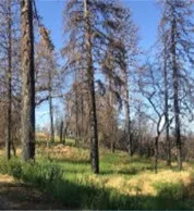Drought stressed trees after a fire
