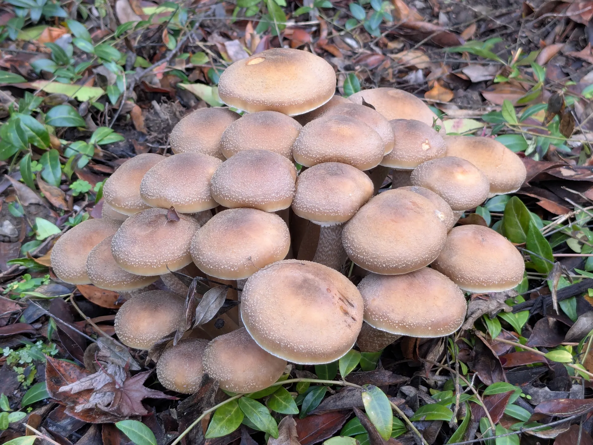 group of tan mushrooms