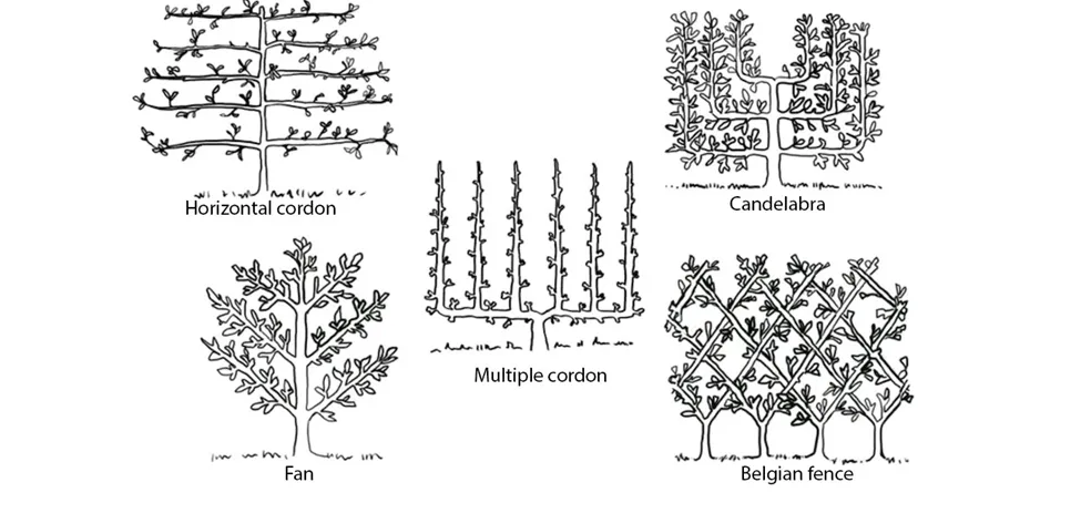 IMG1a-How to Espalier_UC Master Gardeners of Marin County_LG