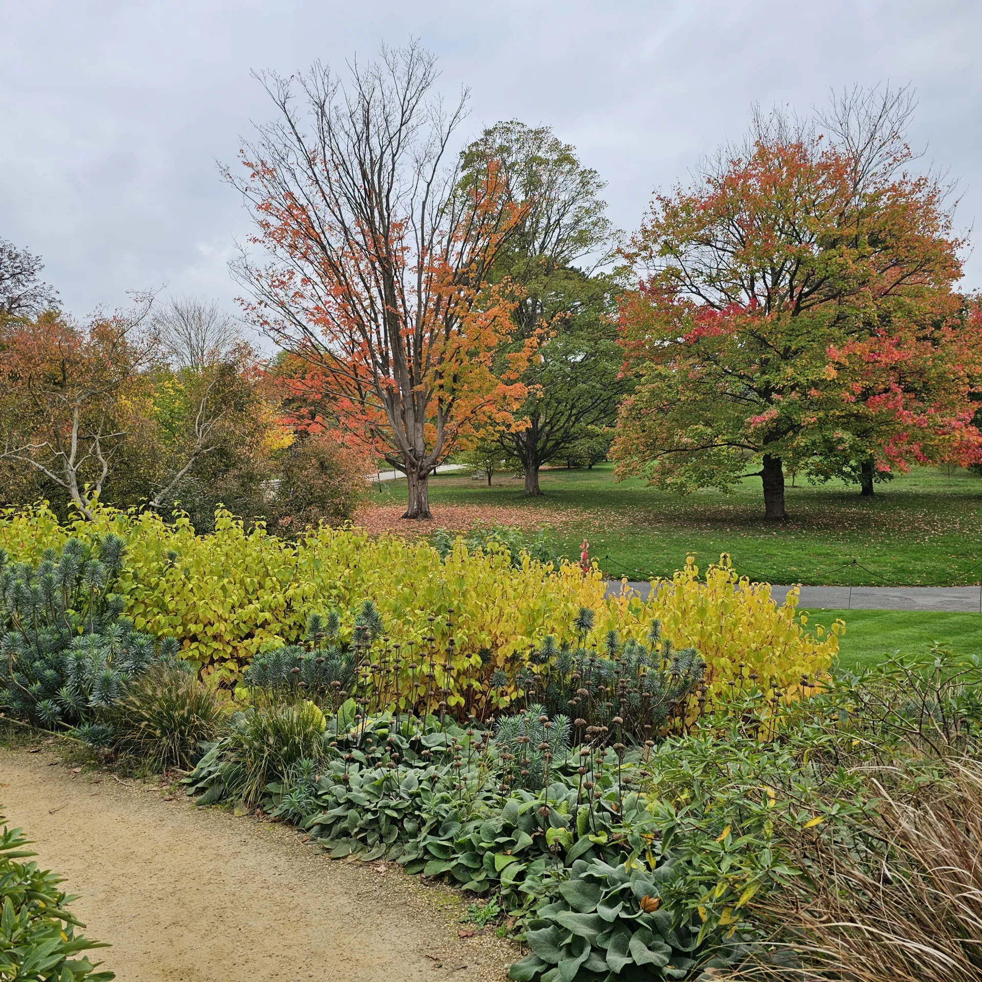 Trees with fall colors and a walkway