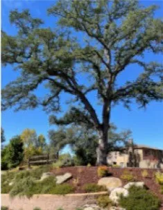 Mature oak declining from root loss.