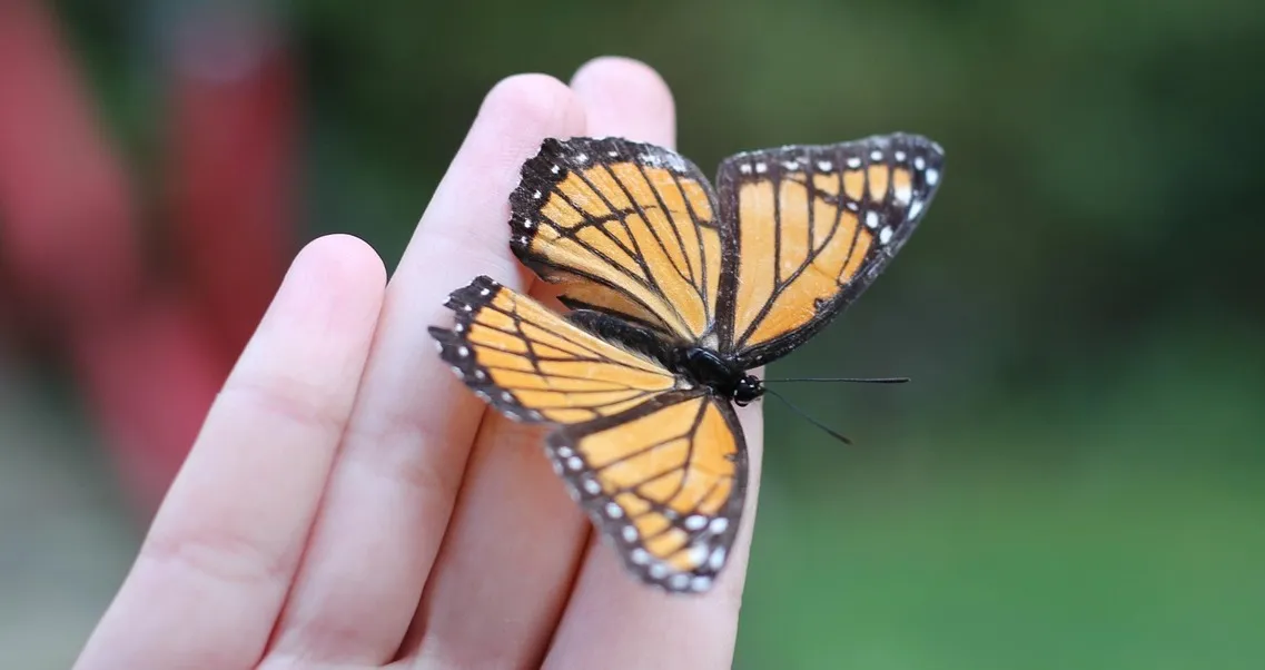 Monarch butterfly resting on a person's hand.