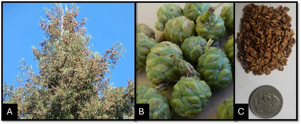 (A) Coast redwood trees on Peavine Ridge in southwestern Oregon produced very large cone crops in 2018-19. In 2019-20, no cones were observed (B) Seed cones fallen from a tree right before they ripen and open. (C) Approximately 500 seeds.