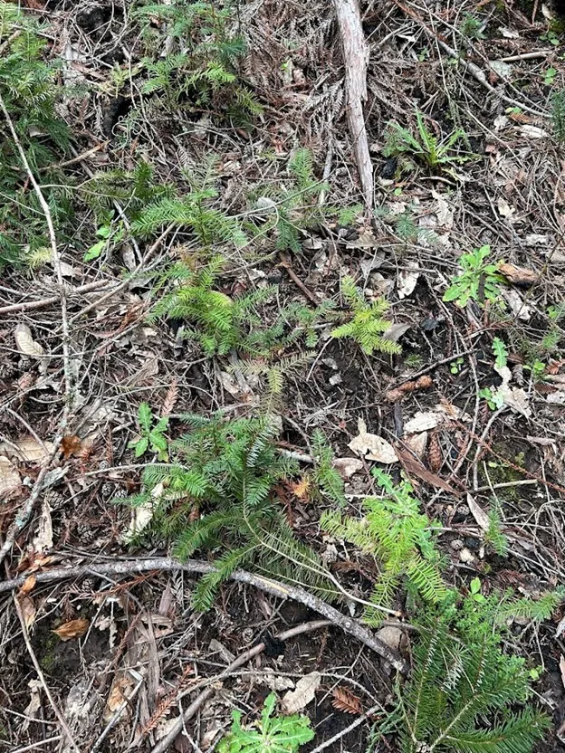 Coast redwood and Douglas fir seedlings establishing after the CZU Complex.