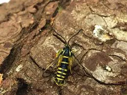 Striped flying insect on pine bark