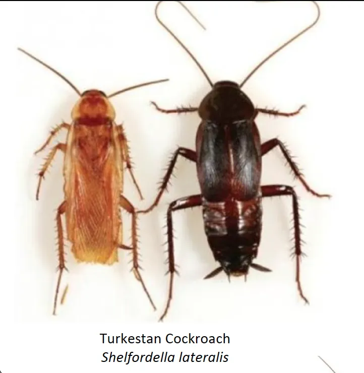 Turkestan cockroach