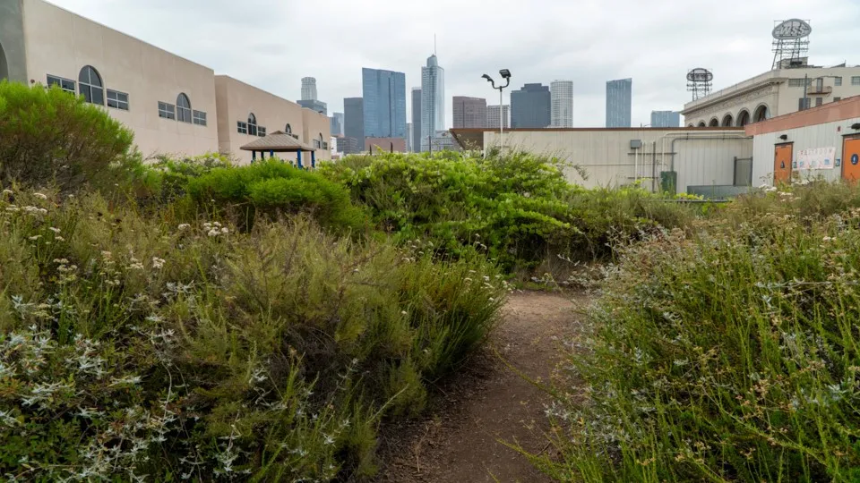 A native plant pocket park with Downtown LA buildings in the distance.
