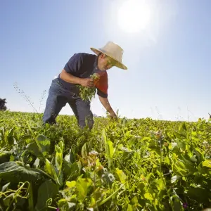Person picks greens in a field of green plants with bright sun in the background