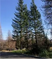 Tree trunks charred by wildfire