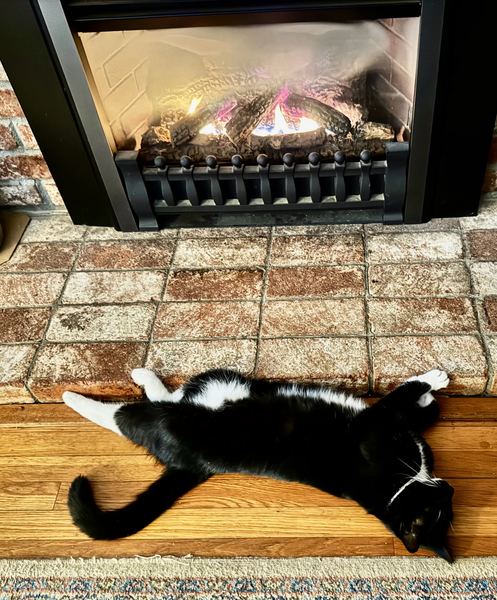 Tuxedo cat, Sarah Sylvia Cynthia Stout, relaxing by the fireplace. (Photo by Kathy Keatley Garvey)