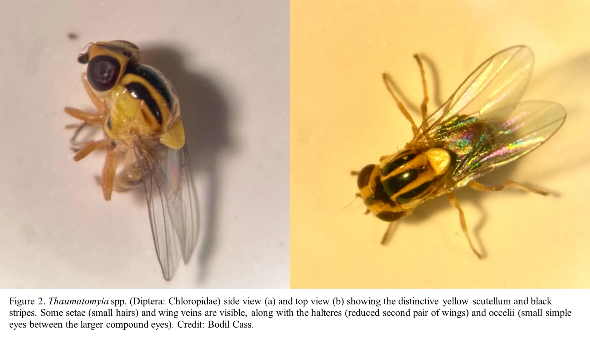 fruit fly body parts