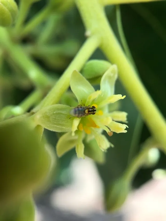 fruit fly on avocado flower