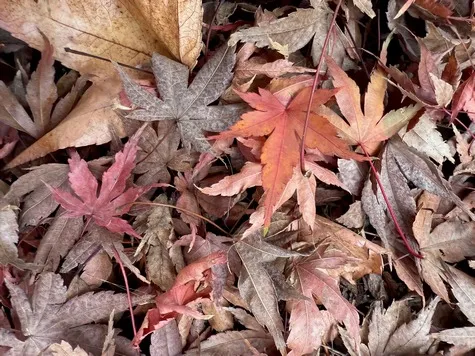 Maple leaves on the ground