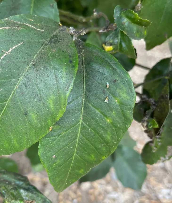 fruit flies on leaf