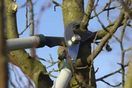 pruning basics clippers