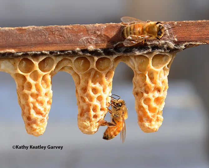 Two worker bees and three queen cells. (Photo by Kathy Keatley Garvey)