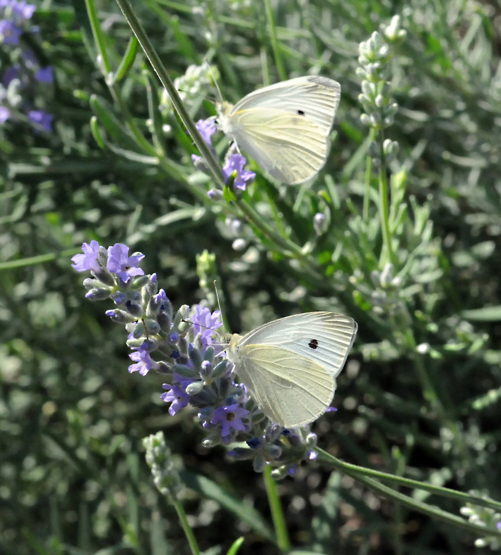  Two cabbage white butterflies nectaring on lavender. (Photo by Kathy Keatley Garvey)