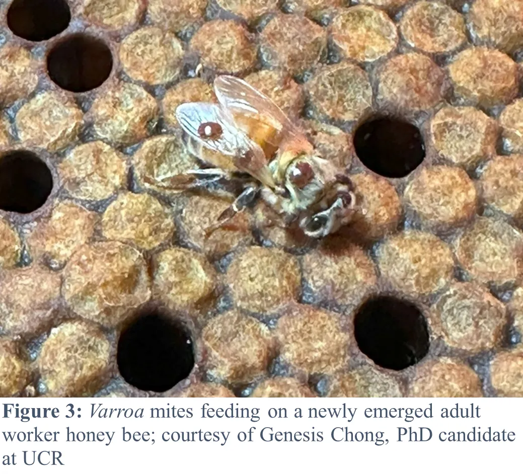 Varroa mite feeding HB larva