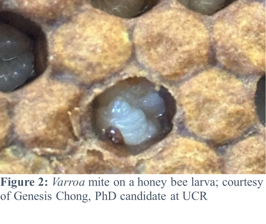 Varroa mite on bee larva