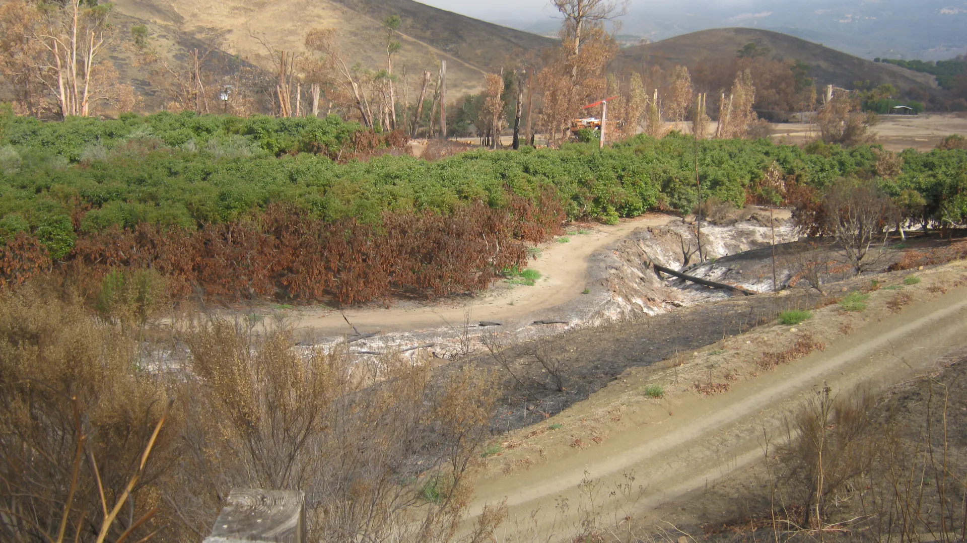Brown avocado trees mark the edge of a burned orchard