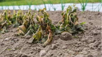 Plants that are wilted due to frost damage