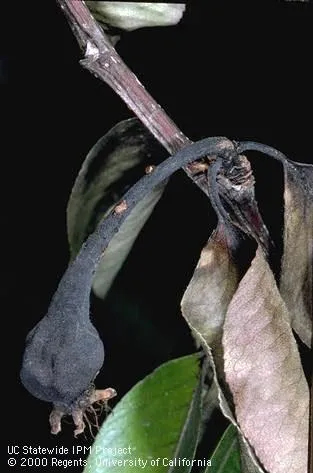 Shriveled, blackened and dead blossoms and fruit