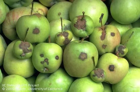Brown circular blemishes on green apples 