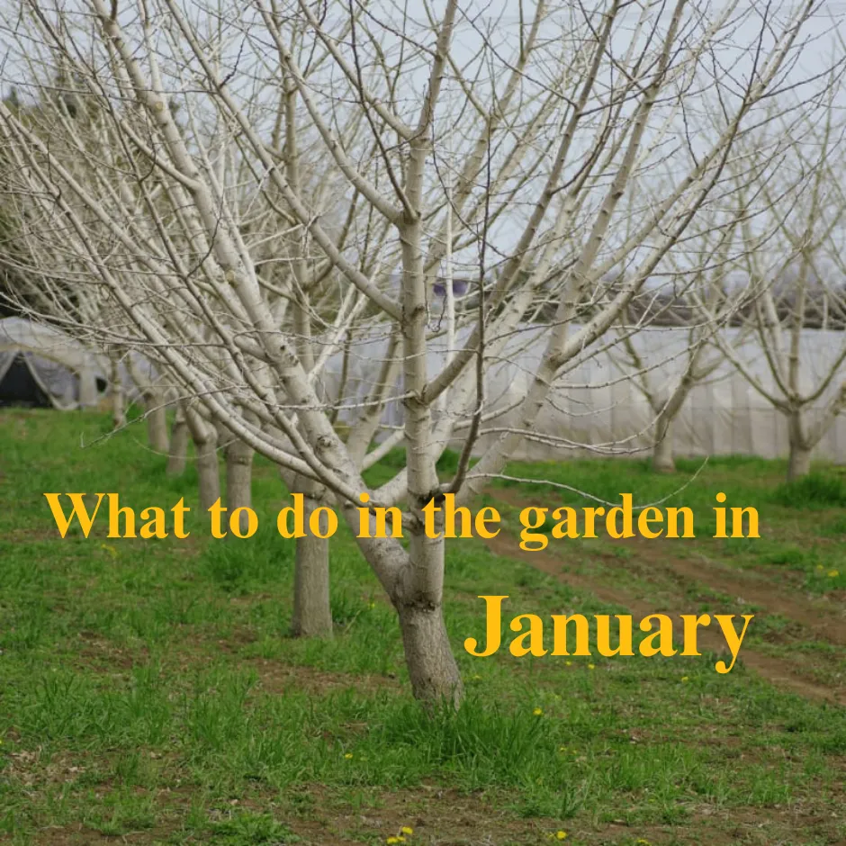 an orchard with bare trees and a green weedy field