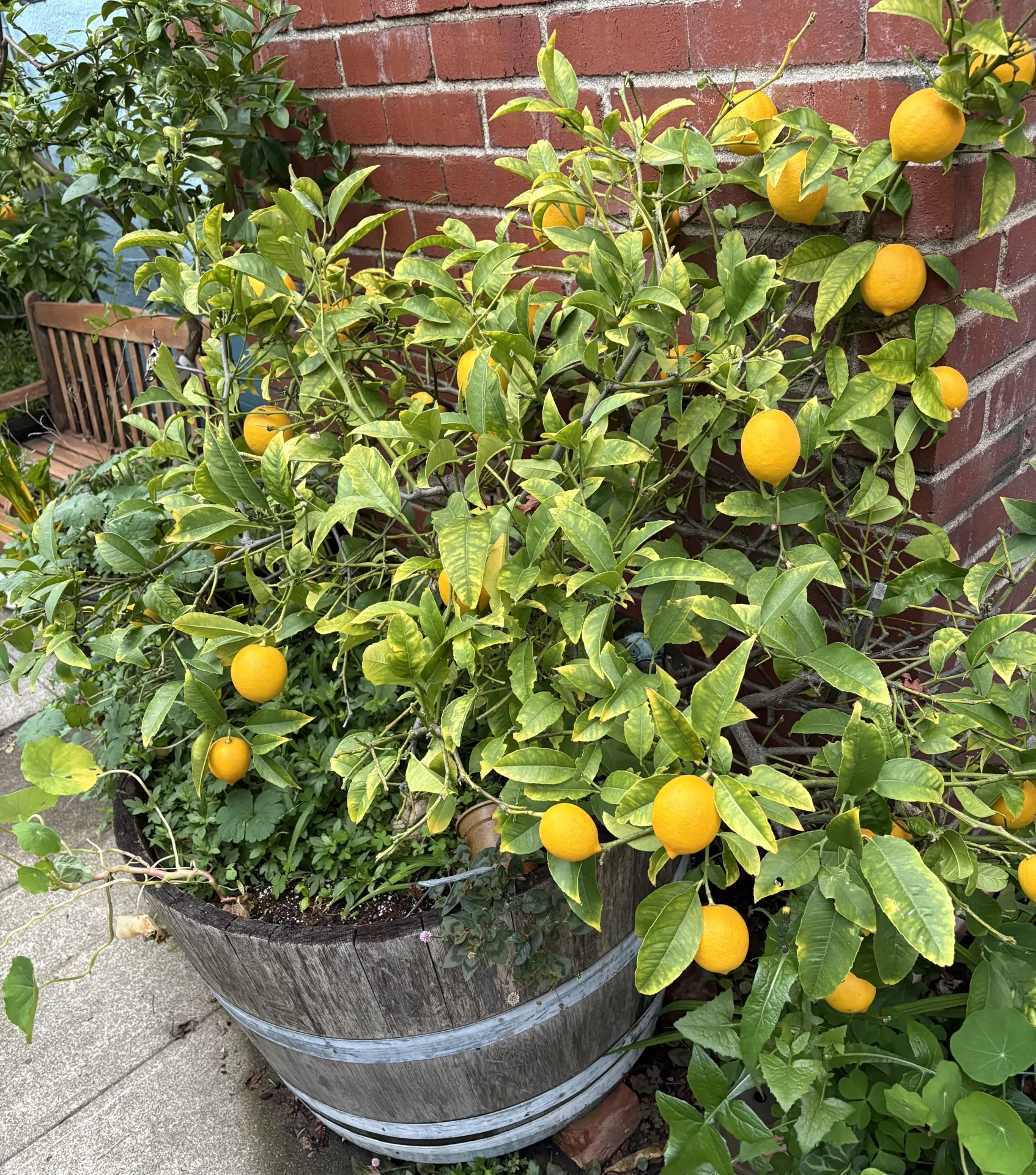 Meyer lemon in a container, fruiting profusely