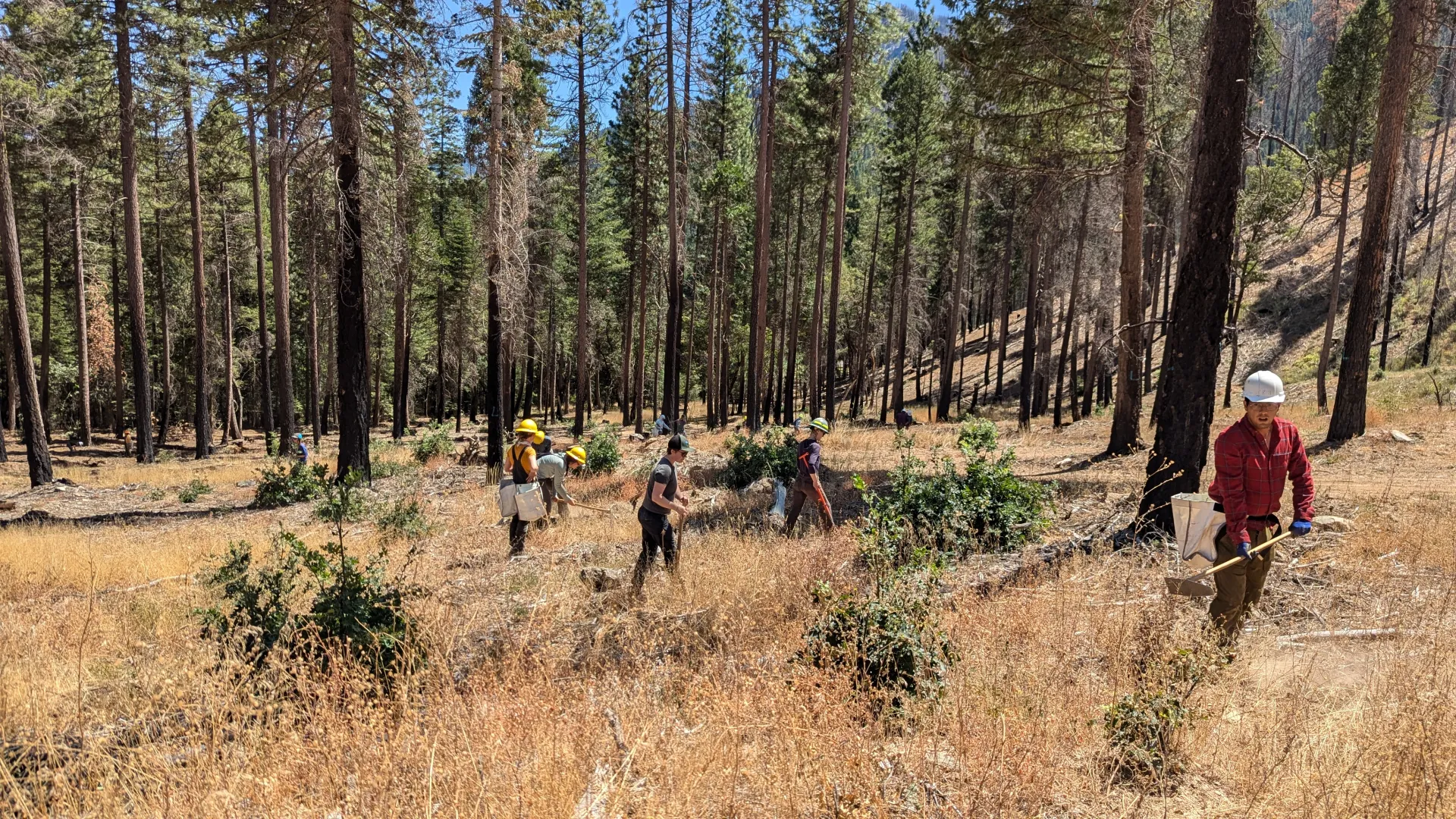 Reforestation Training
