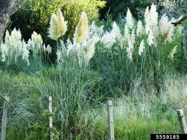Large clumps of pampas grass with plumes of white flowers at the tips.