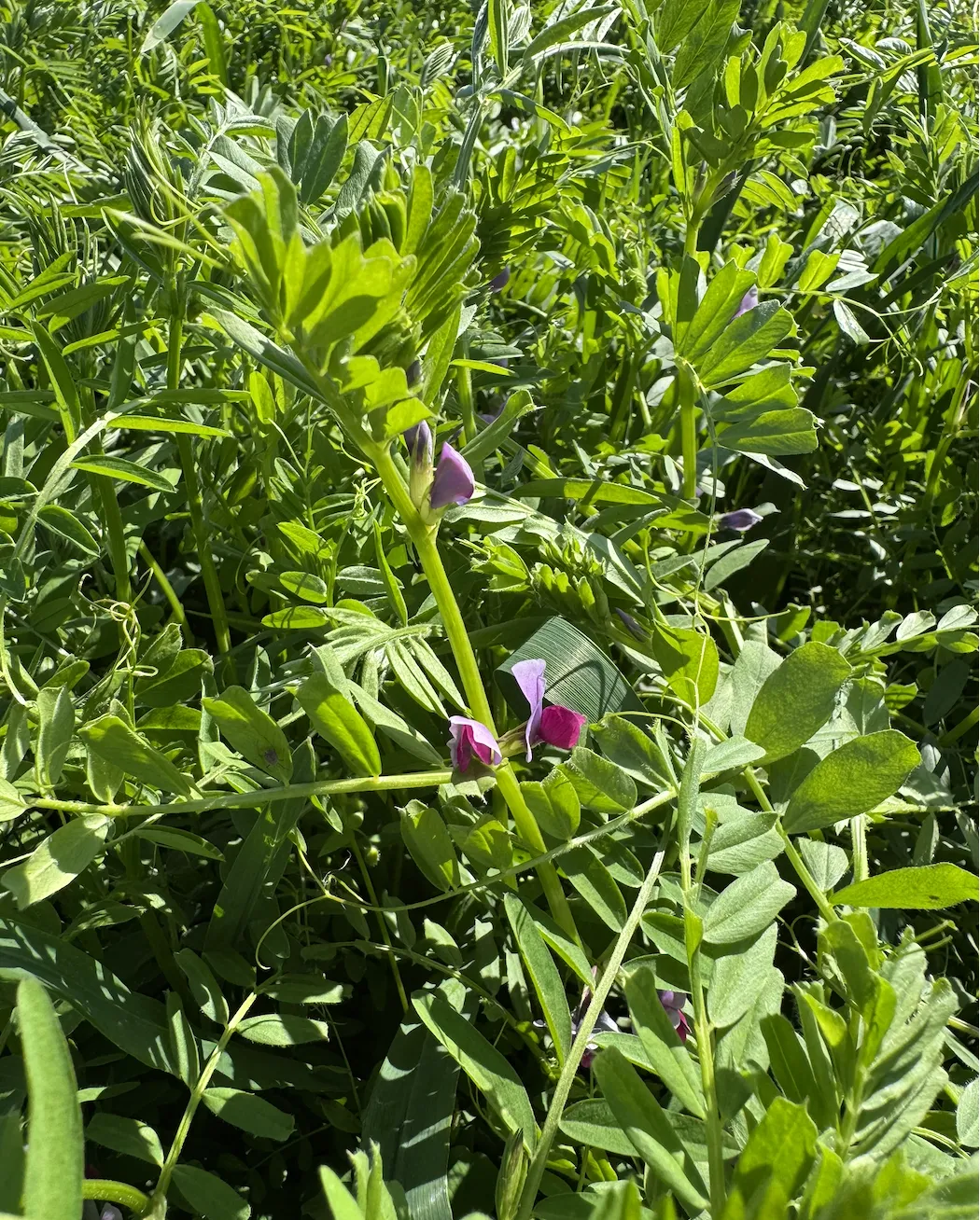 cover crop pic - Sarah project