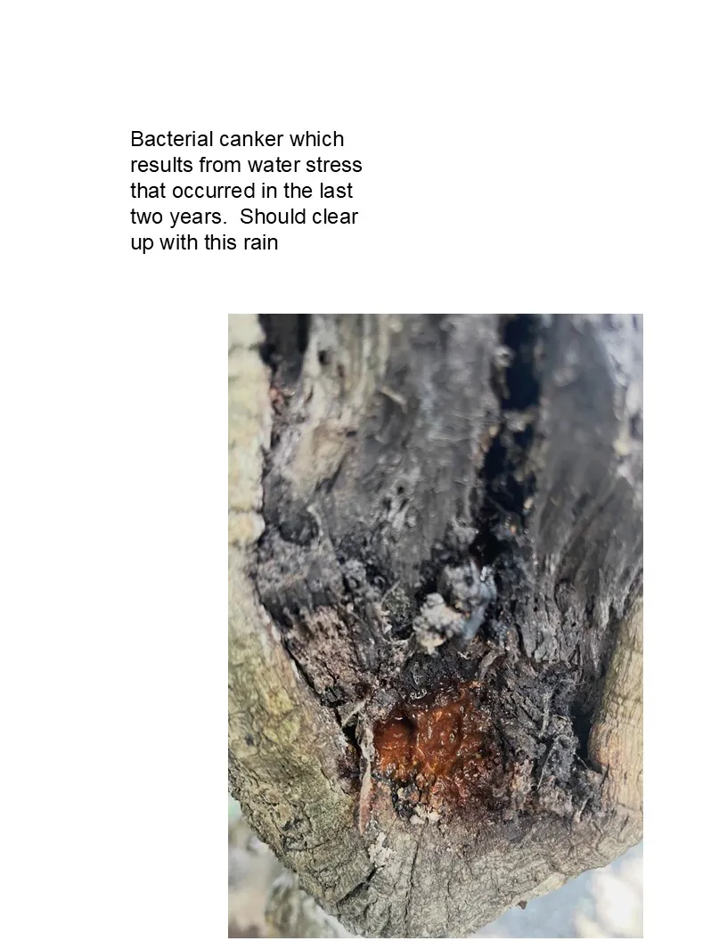 bacterial canker