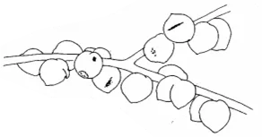 Stone fruits before thinning