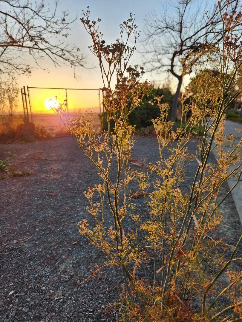 a winter sunset looking through a chainlink fence to the marshlands and mountains beyond