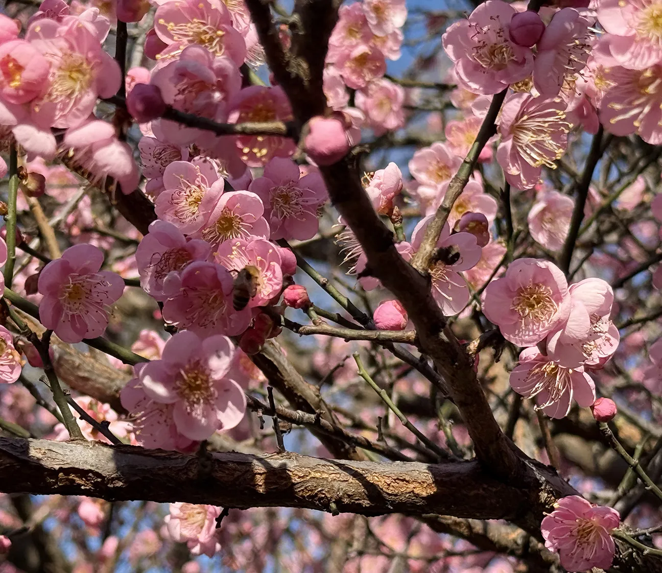 The blossoms bright a wintry day on the UC Davis campus. (Photo by Kathy Keatley Garvey)