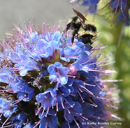 Black-tailed bumble bee, Bombus melanopygus. (Photo by Kathy Keatley Garvey)