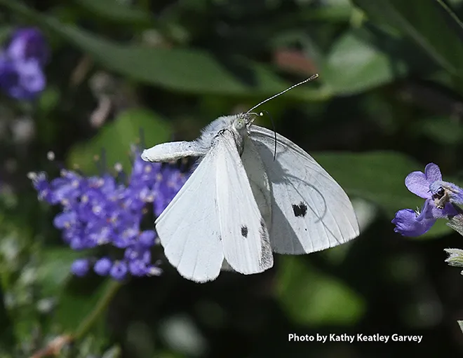Cabbage white butterfly, Pieris rapae. (Photo by Kathy Keatley Garvey)