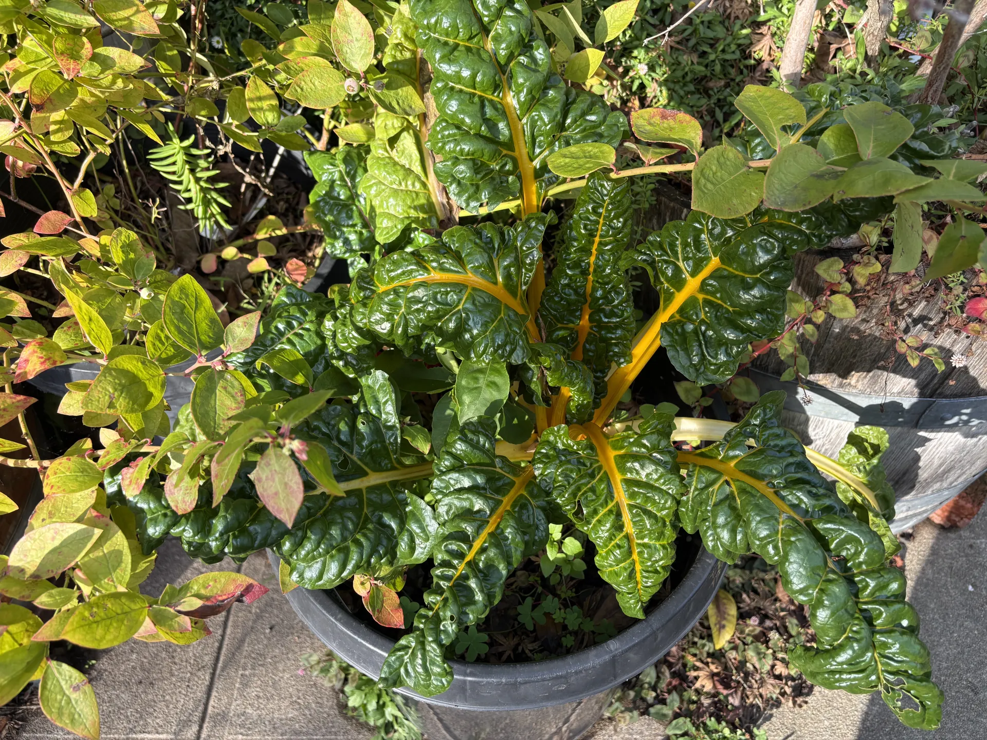 Swiss chard in a small container