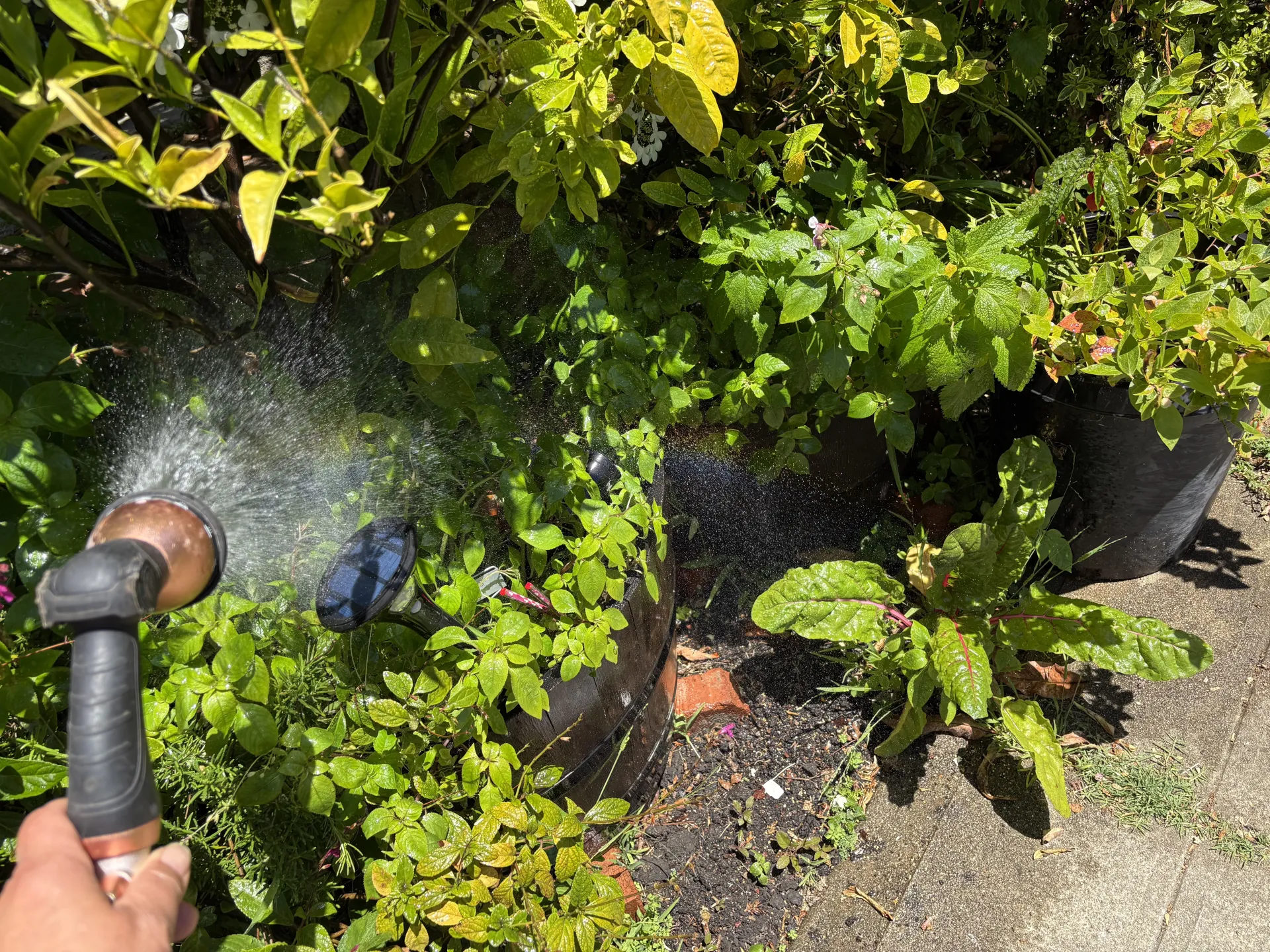 hand watering a container with a hand-held nozzle